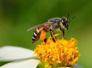 Bee on flower 8-22-14