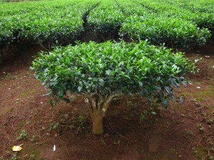 Camellia_sinensis