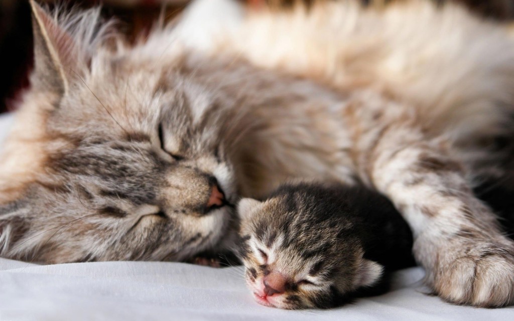 Cats_mother