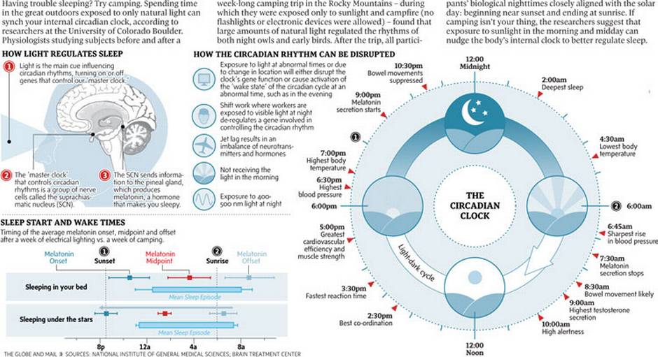 Cicle circadian-jpg