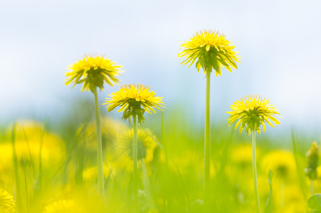 Dandelion Flowers