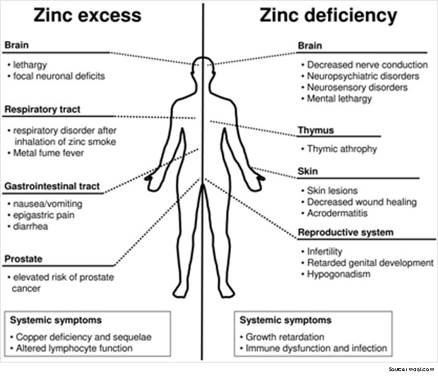 Food-Rich-in-Zinc-and-Impor