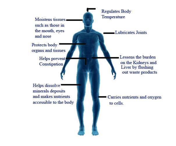 Function-of-Water-in-Body