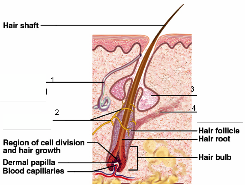 Hair structure