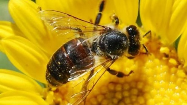 Bee on flower