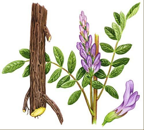 Licorice root