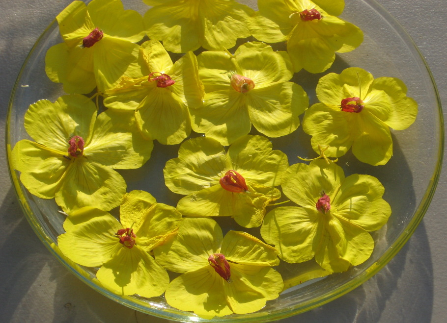 MS primrose flower essence making