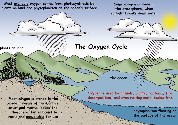 Oxygen-Cycle-2