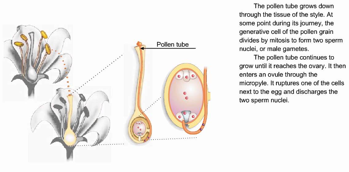 Polination diagram