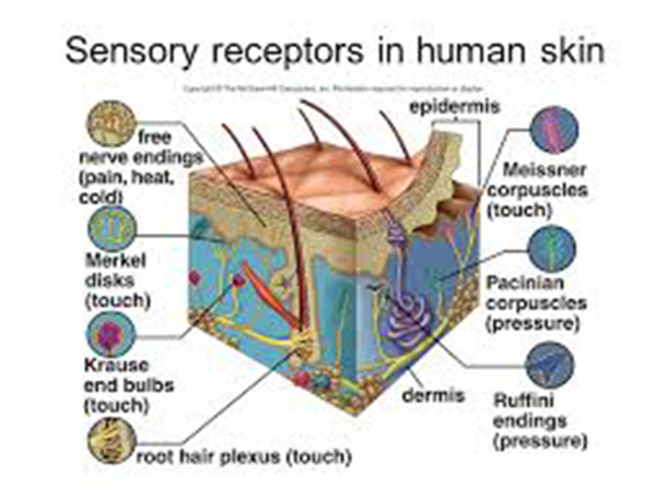 Sensory receptors in human skin