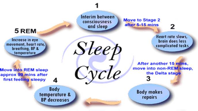 Sleep-Cycle