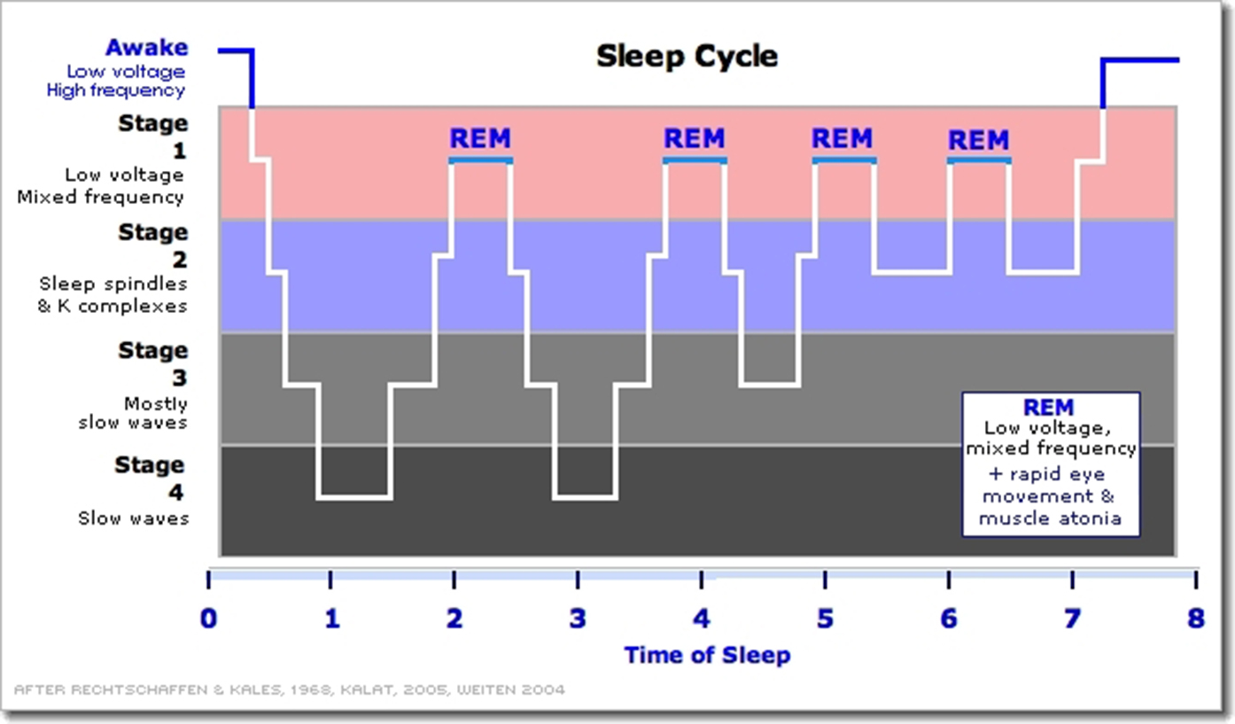 Sleep cycles