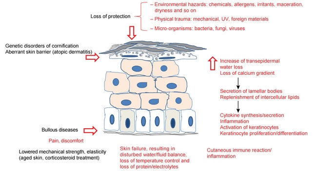 Vulnerable skin www MF fig 2