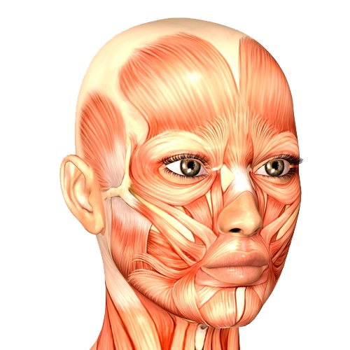 anatomical-face2