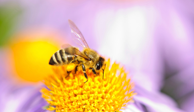 bee-flower-pollen-TS-160914205-628