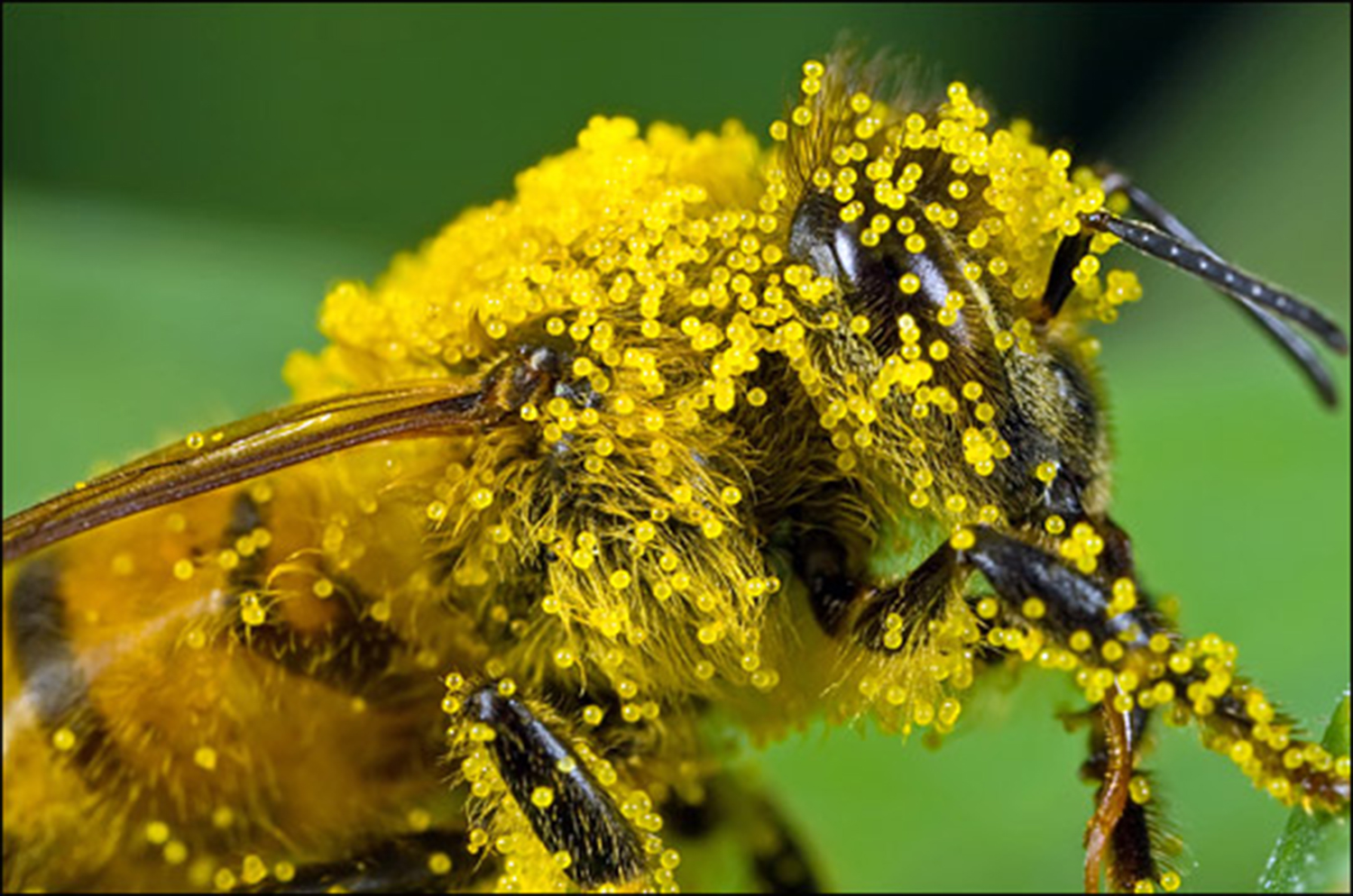 bee_pollen_macro