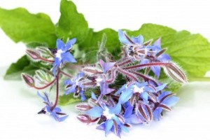 borage