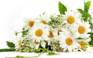 chamomile_flower