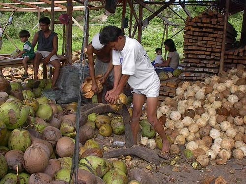 dehusking_organic_coconuts_virgin_coconut_oil