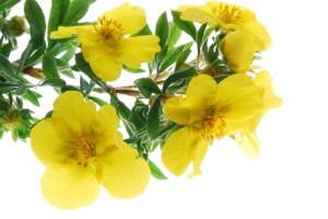 evening Primrose