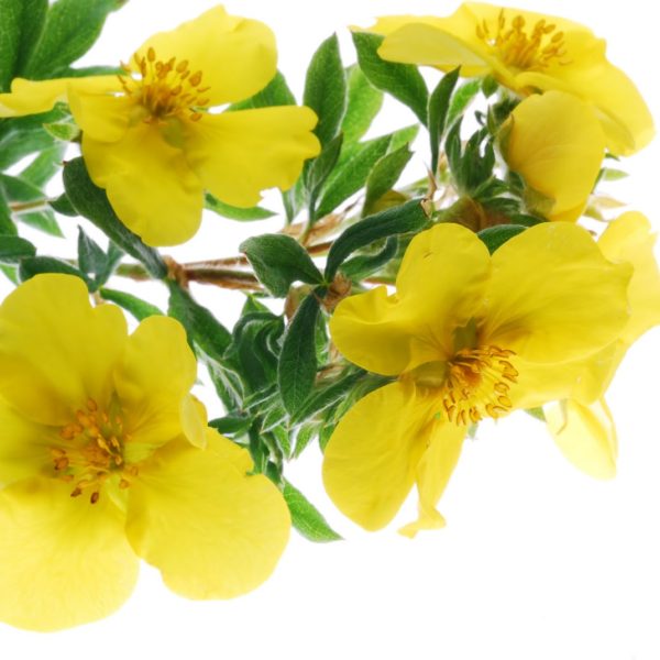 » evening Primrose Beauty Blog Makeup Esthetics Beauty tips