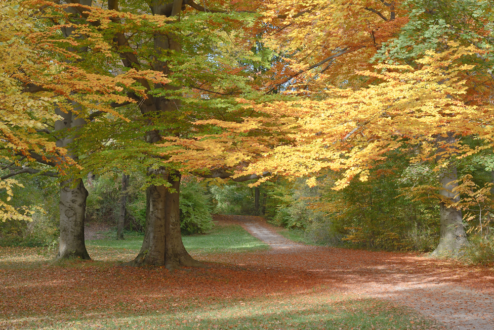 fall alandscape 10-3-14