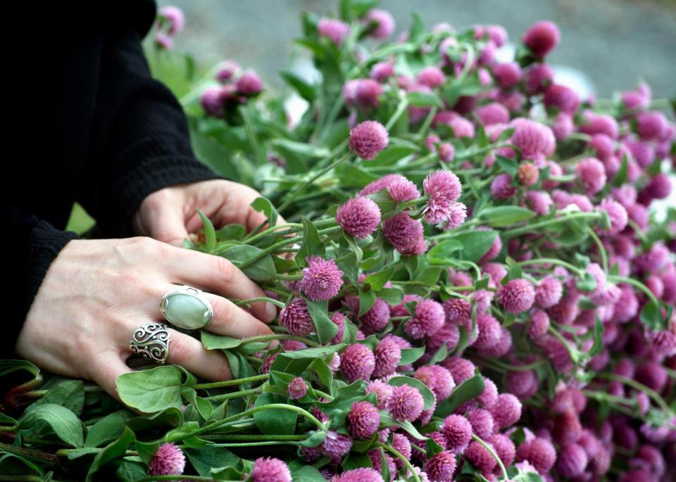 freshly-cut red clover