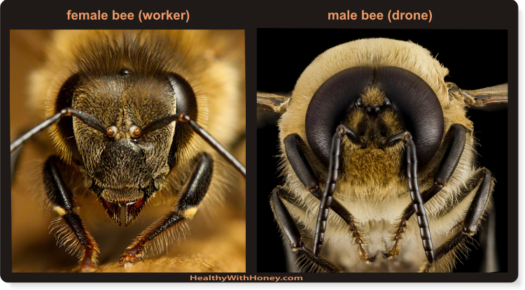 head_of_worker_bee_and_drone_bee2