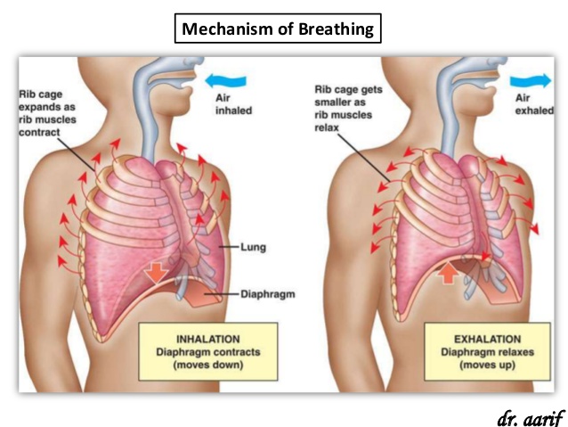human-respiration