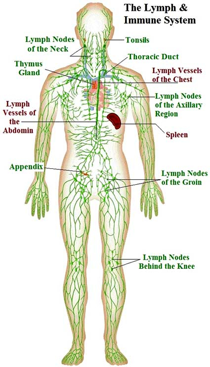 Dr Berkowsky Skin Brushing Chart