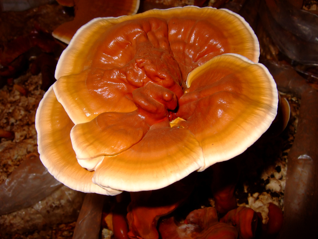 reishi_mushroom