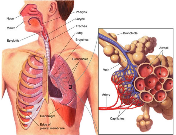 respiratory-system-diagram-worksheet-image-QXeu