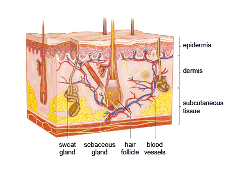 skin-diagram