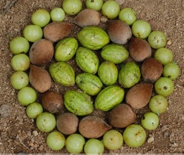 triphala