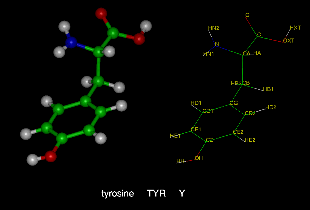 tyrosine_TYR_Y