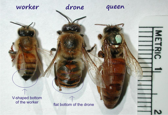 worker-drone-queen